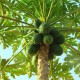 How To Make Fermented Green Papaya